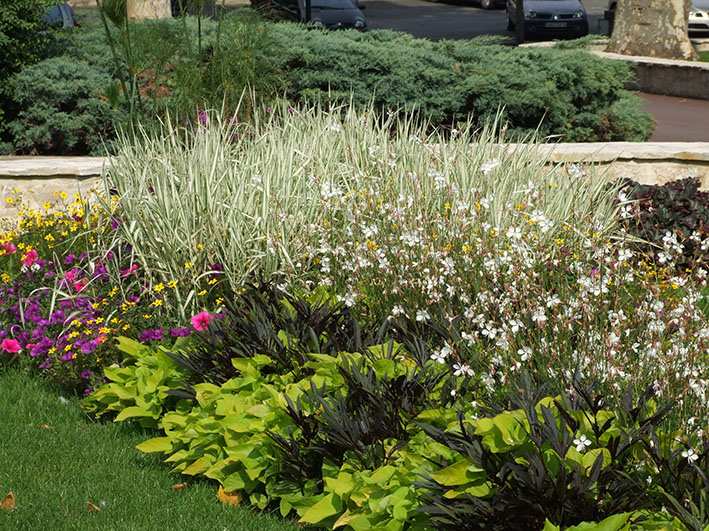 Distribution gratuite de fleurs d'été à Verneuil-sur-Seine par la Ville le 16 octobre 2025 au Complexe François-Pons