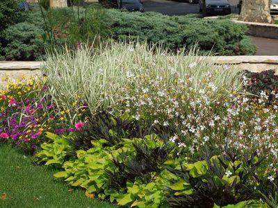 Distribution gratuite de fleurs d'été à Verneuil-sur-Seine par la Ville le 16 octobre 2025 au Complexe François-Pons