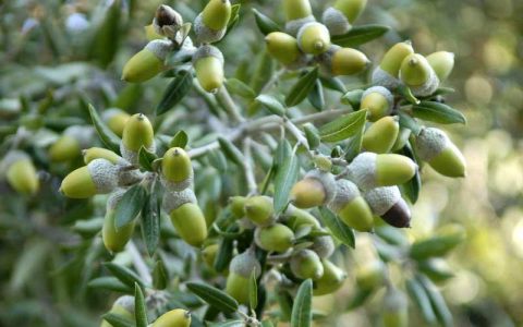 Arbre gratuit offert par la Mairie du Bignon dans le cadre de l'opération Adopte un arbre 2025