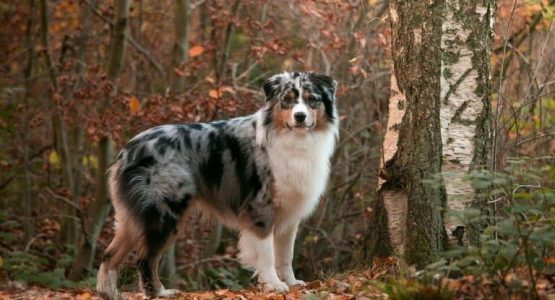 assurance santé chien chat offre exclusive agria